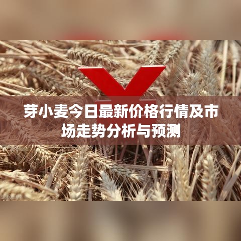 芽小麥今日最新價(jià)格行情及市場走勢分析與預(yù)測