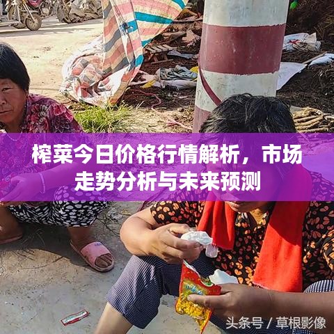 榨菜今日價(jià)格行情解析，市場(chǎng)走勢(shì)分析與未來(lái)預(yù)測(cè)