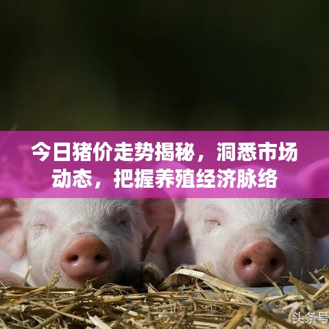 今日豬價(jià)走勢(shì)揭秘，洞悉市場(chǎng)動(dòng)態(tài)，把握養(yǎng)殖經(jīng)濟(jì)脈絡(luò)
