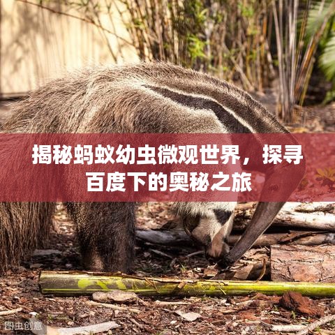 揭秘螞蟻幼蟲(chóng)微觀世界，探尋百度下的奧秘之旅