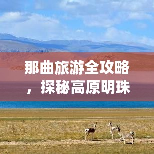 那曲旅游全攻略，探秘高原明珠的絕佳行程！