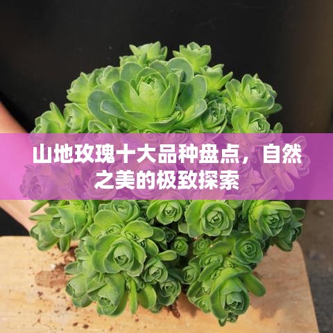 山地玫瑰十大品種盤點，自然之美的極致探索