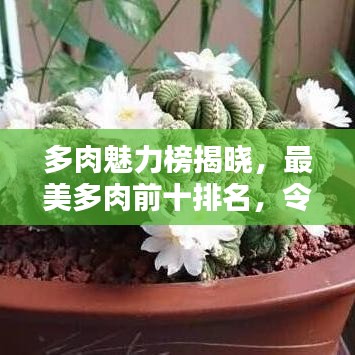 多肉魅力榜揭曉，最美多肉前十排名，令人陶醉的迷人風(fēng)采