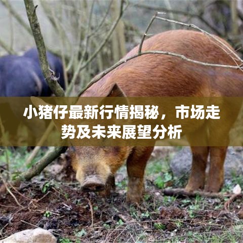 小豬仔最新行情揭秘，市場走勢及未來展望分析