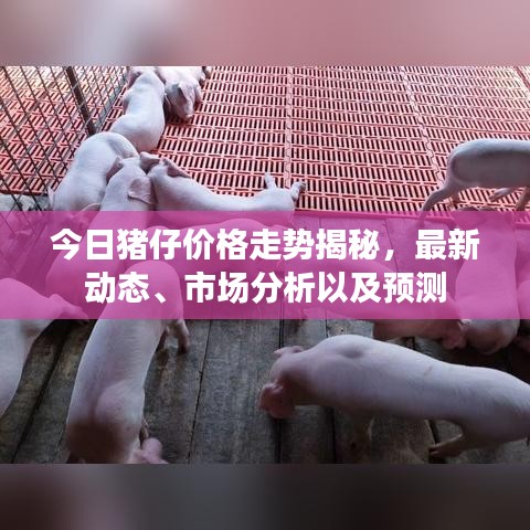 今日豬仔價格走勢揭秘，最新動態(tài)、市場分析以及預測