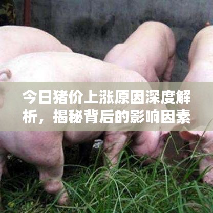 今日豬價上漲原因深度解析，揭秘背后的影響因素