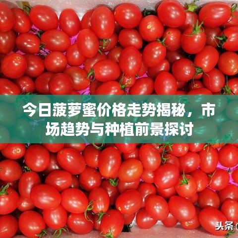 今日菠蘿蜜價(jià)格走勢(shì)揭秘，市場(chǎng)趨勢(shì)與種植前景探討