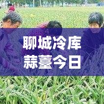 聊城冷庫蒜薹今日行情，最新價(jià)格、市場走勢及影響因素深度解析