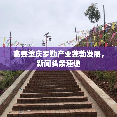 高要肇慶羅勒產(chǎn)業(yè)蓬勃發(fā)展，新聞頭條速遞