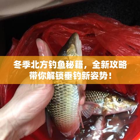 冬季北方釣魚秘籍，全新攻略帶你解鎖垂釣新姿勢！