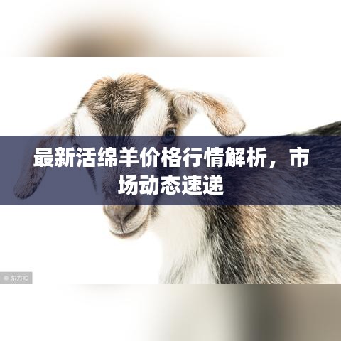 最新活綿羊價(jià)格行情解析，市場動態(tài)速遞
