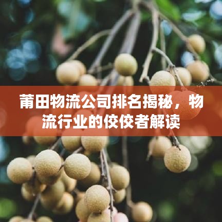 莆田物流公司排名揭秘，物流行業(yè)的佼佼者解讀