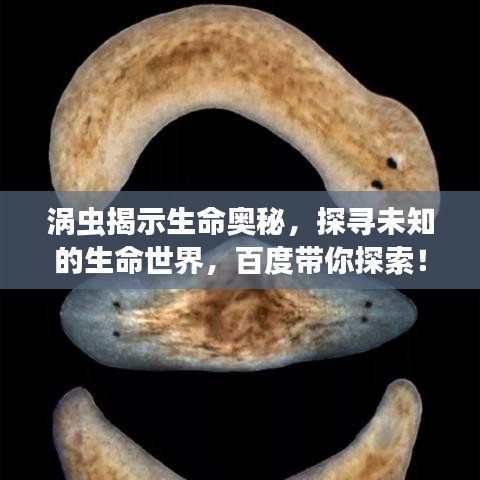 渦蟲揭示生命奧秘，探尋未知的生命世界，百度帶你探索！