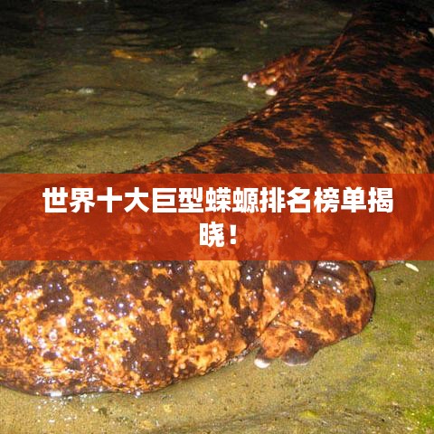 世界十大巨型蠑螈排名榜單揭曉！