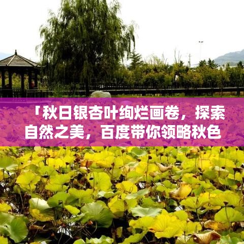 「秋日銀杏葉絢爛畫(huà)卷，探索自然之美，百度帶你領(lǐng)略秋色魅力」