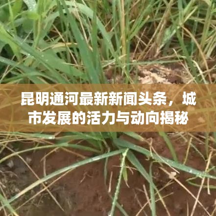 昆明通河最新新聞?lì)^條，城市發(fā)展的活力與動(dòng)向揭秘