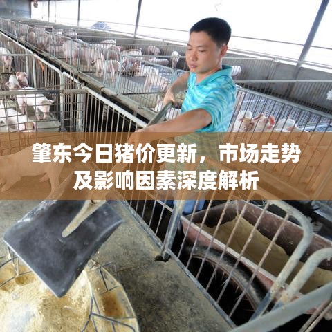 肇東今日豬價更新，市場走勢及影響因素深度解析