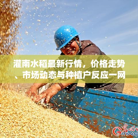 灌南水稻最新行情，價(jià)格走勢(shì)、市場(chǎng)動(dòng)態(tài)與種植戶反應(yīng)一網(wǎng)打盡！
