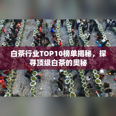 白茶行業(yè)TOP10榜單揭秘，探尋頂級白茶的奧秘