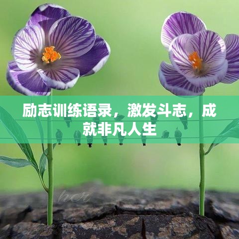 勵志訓練語錄，激發(fā)斗志，成就非凡人生