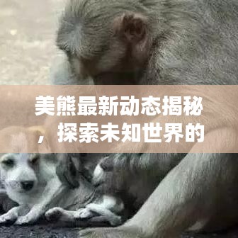美熊最新動態(tài)揭秘，探索未知世界的驚喜連連