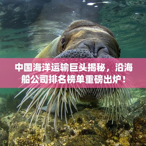 中國海洋運輸巨頭揭秘，沿海船公司排名榜單重磅出爐！