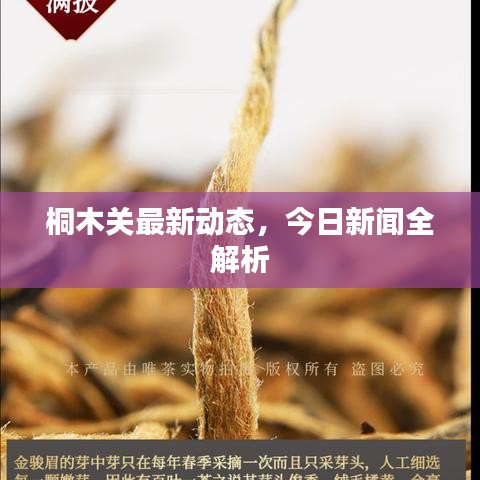 桐木關(guān)最新動態(tài)，今日新聞全解析