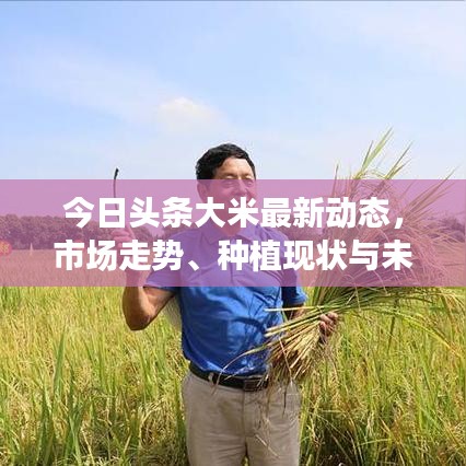 今日頭條大米最新動(dòng)態(tài)，市場(chǎng)走勢(shì)、種植現(xiàn)狀與未來(lái)展望