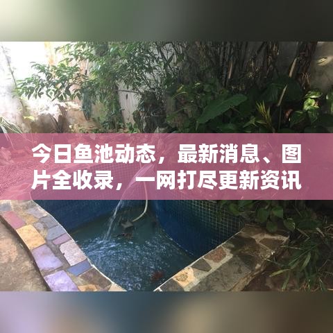 今日魚池動態(tài)，最新消息、圖片全收錄，一網(wǎng)打盡更新資訊！