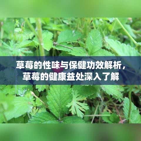 草莓的性味與保健功效解析，草莓的健康益處深入了解