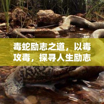 毒蛇勵(lì)志之道，以毒攻毒，探尋人生勵(lì)志真諦