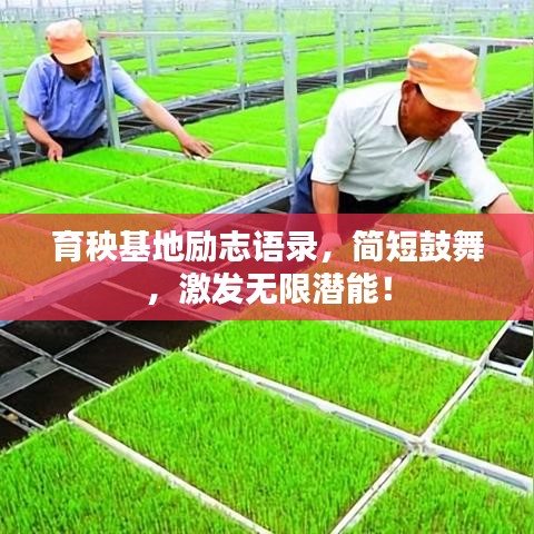 育秧基地勵(lì)志語(yǔ)錄，簡(jiǎn)短鼓舞，激發(fā)無(wú)限潛能！