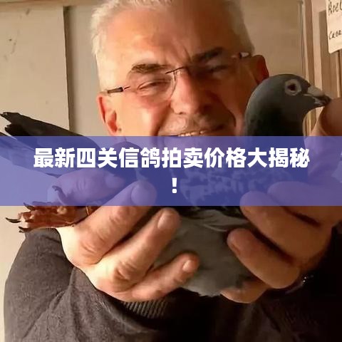 最新四關(guān)信鴿拍賣(mài)價(jià)格大揭秘！