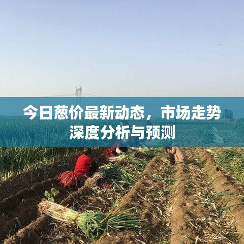 今日蔥價(jià)最新動(dòng)態(tài)，市場(chǎng)走勢(shì)深度分析與預(yù)測(cè)