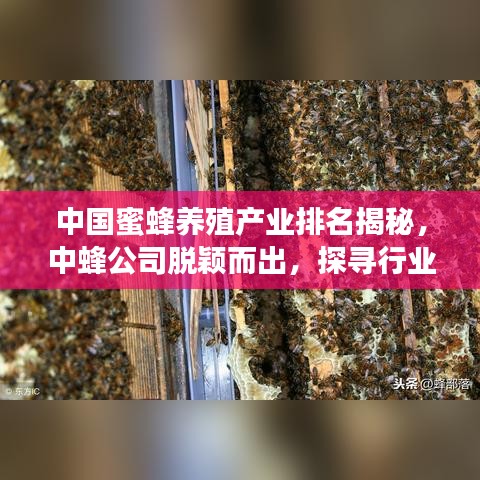 中國蜜蜂養(yǎng)殖產(chǎn)業(yè)排名揭秘，中蜂公司脫穎而出，探尋行業(yè)佼佼者