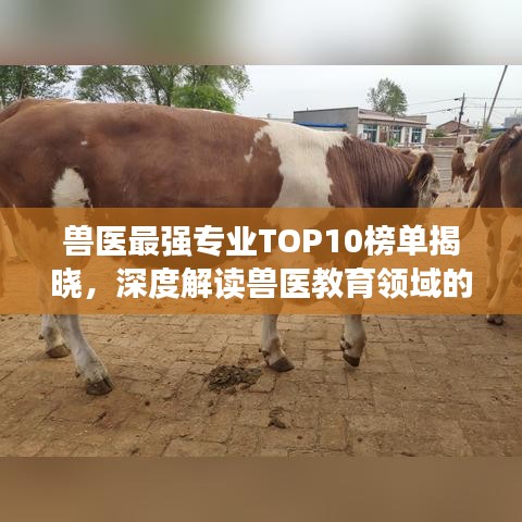 獸醫(yī)最強(qiáng)專業(yè)TOP10榜單揭曉，深度解讀獸醫(yī)教育領(lǐng)域的巔峰領(lǐng)域！