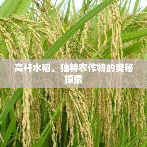 高桿水稻，獨特農(nóng)作物的奧秘探索