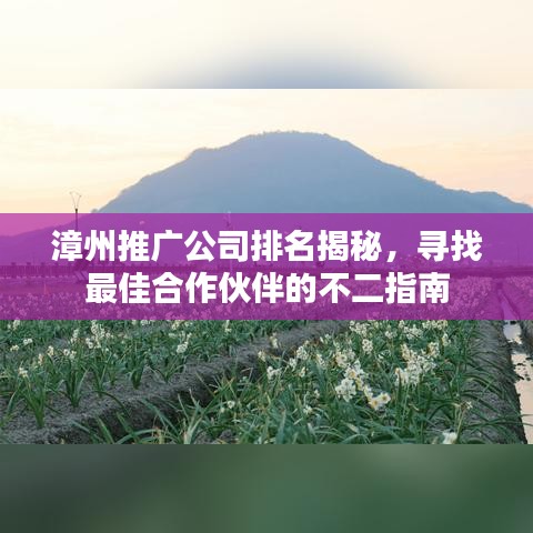 漳州推廣公司排名揭秘，尋找最佳合作伙伴的不二指南