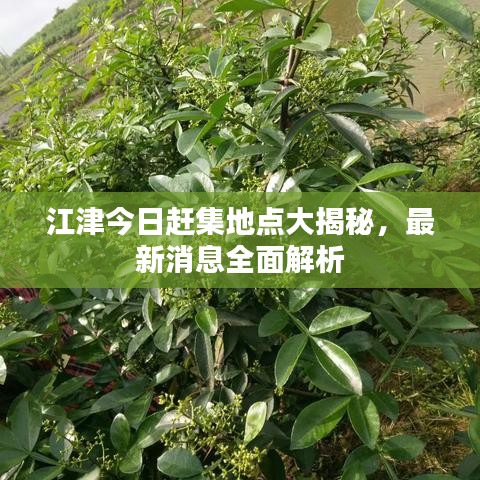 江津今日趕集地點(diǎn)大揭秘，最新消息全面解析