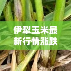 伊犁玉米最新行情漲跌走勢分析今日揭秘
