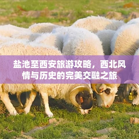 鹽池至西安旅游攻略，西北風(fēng)情與歷史的完美交融之旅