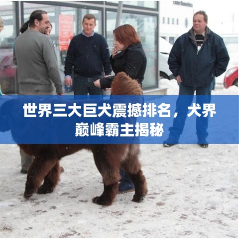 世界三大巨犬震撼排名，犬界巔峰霸主揭秘