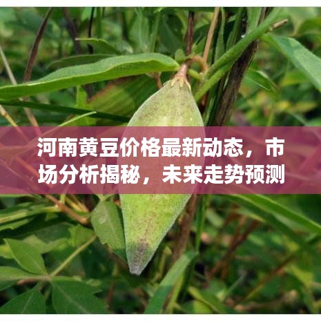 河南黃豆價格最新動態(tài)，市場分析揭秘，未來走勢預測