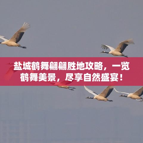 鹽城鶴舞翩翩勝地攻略，一覽鶴舞美景，盡享自然盛宴！