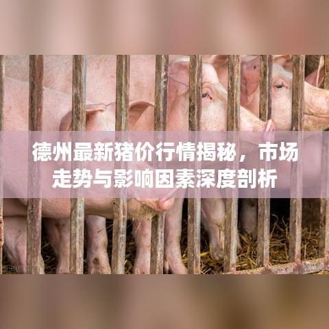 德州最新豬價(jià)行情揭秘，市場(chǎng)走勢(shì)與影響因素深度剖析