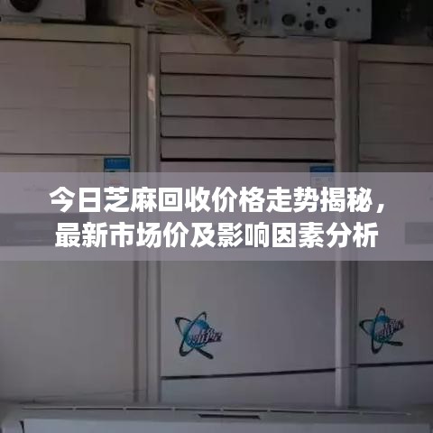 今日芝麻回收價(jià)格走勢(shì)揭秘，最新市場(chǎng)價(jià)及影響因素分析