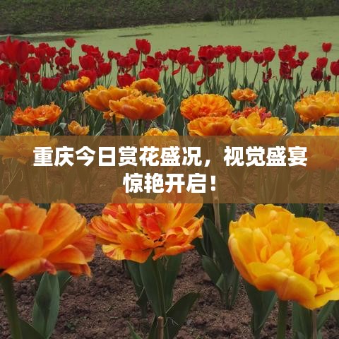 重慶今日賞花盛況，視覺盛宴驚艷開啟！