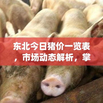 東北今日豬價(jià)一覽表，市場(chǎng)動(dòng)態(tài)解析，掌握豬價(jià)走勢(shì)最新情報(bào)