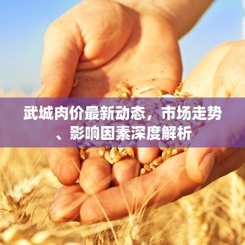武城肉價(jià)最新動(dòng)態(tài)，市場(chǎng)走勢(shì)、影響因素深度解析