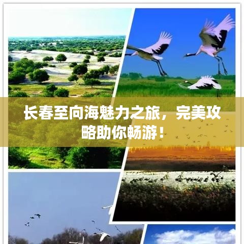 長春至向海魅力之旅，完美攻略助你暢游！